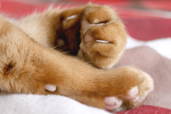 paws