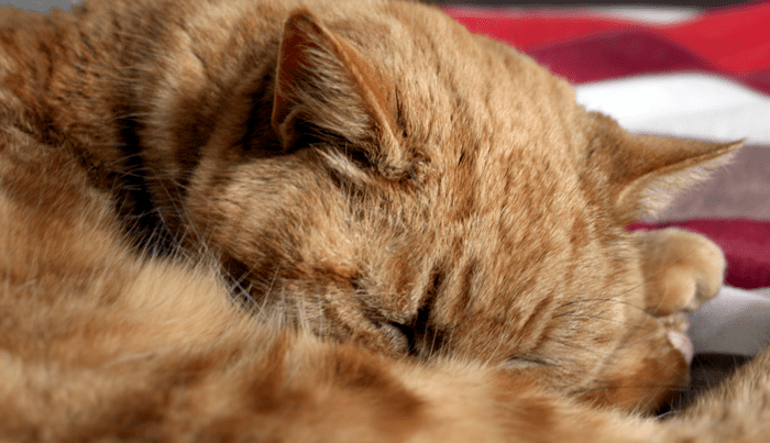 sleeping